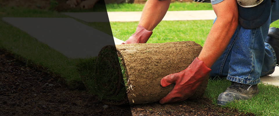 The Colony Landscapers